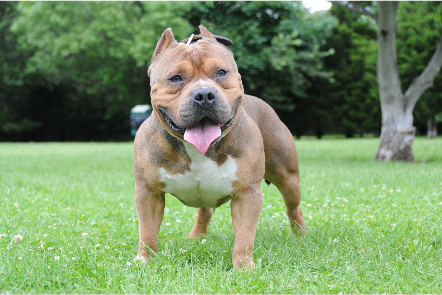 American Bully vs American Bulldog: What Are The Differences